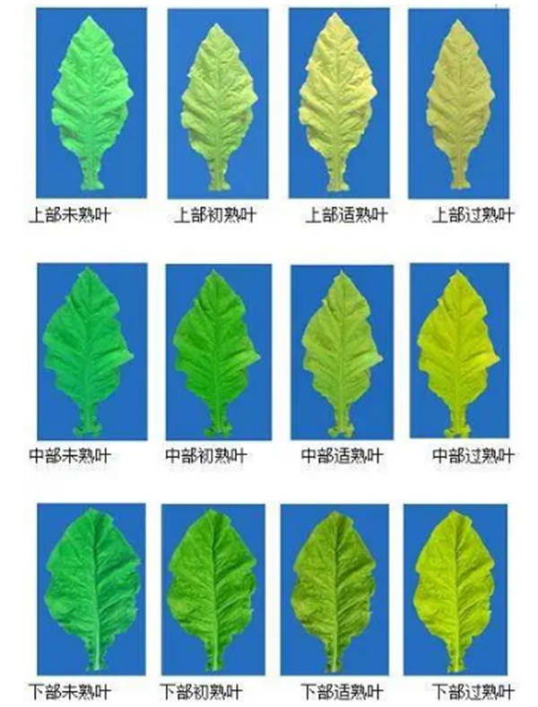 煙葉怎么分級？煙葉分級原理和方法2